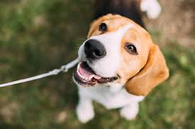 You've just been informed that your beloved dog has cancer. New Study Finds Dogs Are 97 Percent Accurate When Sniffing Out Lung Cancer Health The Jakarta Post