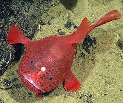 Most are significantly smaller, often less than one foot. First Live Observations Of A Rare Deep Sea Anglerfish Mbari