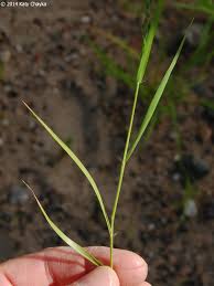 Image result for Eragrostis patens