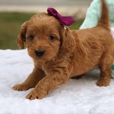 Teacup Goldendoodle Mini Goldendoodle Medium Goldendoodles