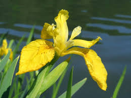Image result for Iridaceae