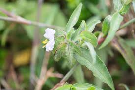 Image result for Commelina albescens