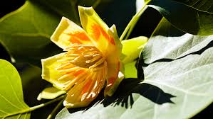 Maybe you would like to learn more about one of these? Top 10 Trees For Fall Color Alsip Home Nursery