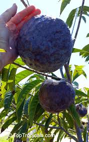 Image result for Annona reticulata