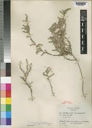 Image result for Plinthus