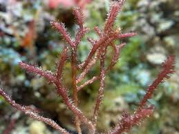 Image result for Ochna macrocalyx