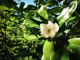 The cozy drama follows three lifelong friends — played by joanna garcia. Moonglow Sweetbay Magnolia For Sale Online The Tree Center