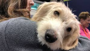 Find orange county, florida animal shelters, puppy dog and cat shelters, pet adoption centers, dog pounds, and humane societies. At Global Pet Expo Florida Rescue Pets Find Homes