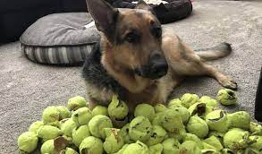 I hope that you and your dog find this list of the 9 best dog toys for german shepherds helpful and fun! Best Dog Toys For German Shepherds Dogopedia