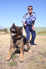 Most Police Dogs Are Trained To Respond To Commands In German Nine Nine Nine Police Dogs Dogs Dog Biting Training