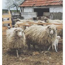 Ioana On Instagram The Turcana Sheep The One That Gave Us Part Of The Wool For Our Moekeyarnsstela Is A Romanian Breed Well Adapted In The Carpathian