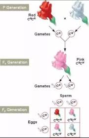 The important part is that the offspring with express each allele independently, such as having spots of one color, then spots of another color. What Is Incomplete Dominance And Codominance In Genetics Quora