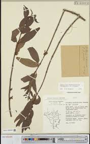 Image result for Englerina