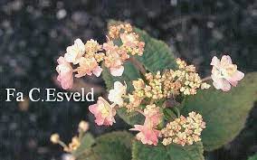 Pin Su Ortensie Hidrangea