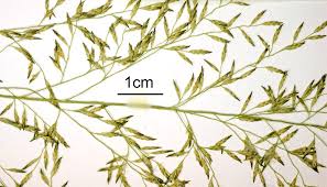 Image result for Eragrostis gangetica