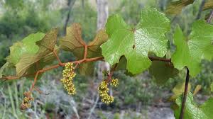 Image result for Vitaceae