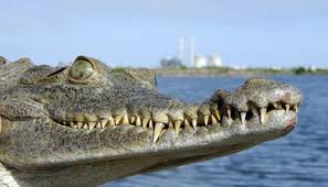 To monitor and protect the american crocodiles that make their home in the cooling canals surrounding the plant. Why Florida Crocs Are Thriving Outside A Nuclear Power Plant Smart News Smithsonian Magazine