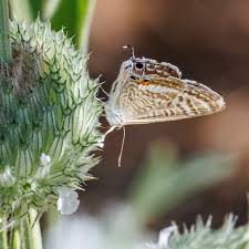 Image result for Acrotome inflata