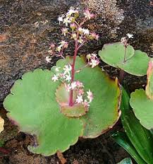 Image result for Crassula morrumbalensis