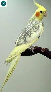Https Www Facebook Com Wonderbirdspecies Cockatiel Quarrion Weiro Nymphicus Hollandicus Native To Australia Iucn Red Pretty Birds Cockatiel Budgies Bird