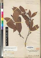 Image result for Malouetia