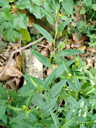 Image result for Sida acuta