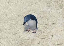 Description edit . Little Penguin Endless Ocean Wiki Fandom