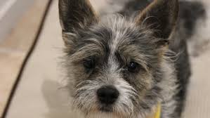 Maybe you would like to learn more about one of these? Those In Need Can Pick Up Free Pet Food At This Drive Through Pet Food Pantry