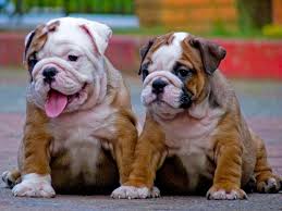 English bulldogs fell in popularity when bull baiting was outlawed in the 1830's, but a committed group of devotees kept the breed alive and selected away any trace of ferocity. Miniature English Bulldog Info Temperament Puppies Pictures