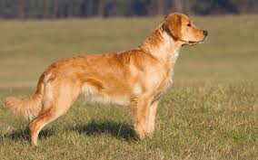 When he reached 10 week old, i started leaving him for 4 hours. Golden Retriever Breed Profile Australian Dog Lover