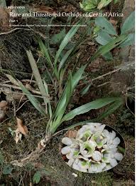 Image result for Kylicanthe rohrii