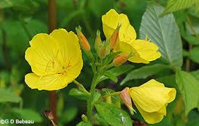 Dazzling yellow sundrops glow in the summer garden, warming the border and nourishing butterflies and bees. Prairie Sundrops Oenothera Pilosella Raf