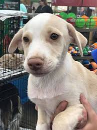 If you see a dog you are interested in adopting, review the description of the dog to make sure that the dog fits with your particular needs and desires. Fresno Ca Australian Shepherd Meet Rainer A Pet For Adoption