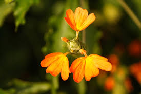 Maybe you would like to learn more about one of these? 365 Days Flowering Plants In India Flowers That Bloom In All Seasons