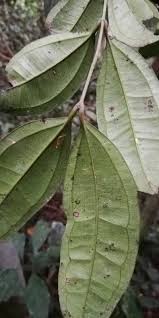 Image result for Warneckea sansibarica