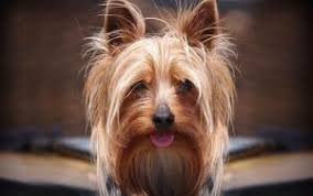 Yorkshire terrier lebenserwartung.yorkshire terrier charakter und herkunft pflege und haltung infos,. Wie Viel Leben Die Yorkshire Terrier Durchschnittlich Die Lebensdauer Eines Yorkshire Terriers Hangt Vollstandig Vom Besitzer Ab
