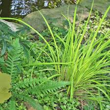 Image result for Carex cognata