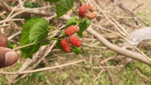 Maybe you would like to learn more about one of these? Mulberry Tree Fruit Stock Video Footage 4k And Hd Video Clips Shutterstock