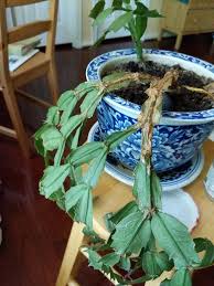 Many desert travelers have learned that, in an emergency, a cactus. Does My Christmas Cactus Need More Or Less Water Houseplants