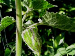 Image result for Physalis pubescens