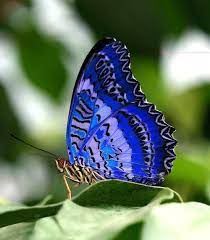 Shared By Katita Find Images And Videos About Soft And Butterfly On We Heart It The App To Get Lost In Wh Beautiful Butterflies Butterfly Butterfly Pictures