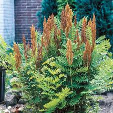 Image result for Osmunda regalis