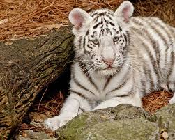 The white tigers you see in captivity are all related to an original siberian / bengal cross breeding, and inbred repeatedly to achieve the white coat without waiting for the one in 10,000 miracle cub. White Tiger Cub Poster By Empphotography