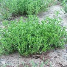 Image result for Leucas sexdentata