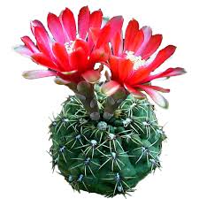 Image result for Cynanchum orangeanum