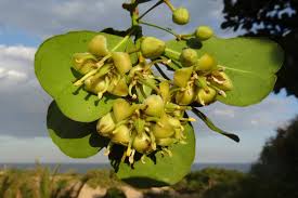 Image result for Brexia