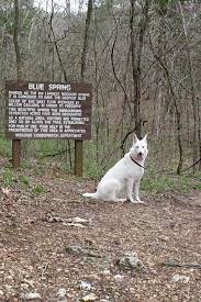 Check spelling or type a new query. Gunther White German Shepherds