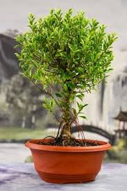 Image result for Fuirena microcarpa