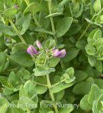 Image result for Polygala petitiana