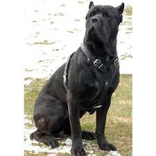 cane corso dog breed store com h1 1030 deluxe leather dog harness cane corso dog cane corso leather dog harness
